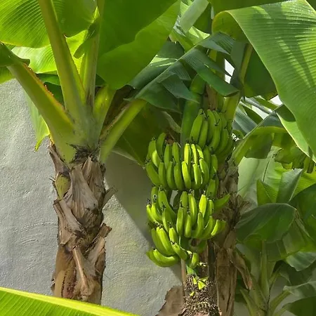 Malibu Park Luna Lägenhet Costa Adeje (Tenerife)